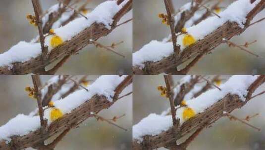 隆冬季节大雪纷飞中的腊梅高清在线视频素材下载