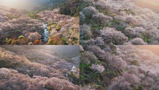 福州永泰青梅花航拍合集（葛岭万石村）高清在线视频素材下载