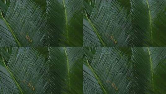 雨景雨水下雨铁树叶片微距特写高清在线视频素材下载