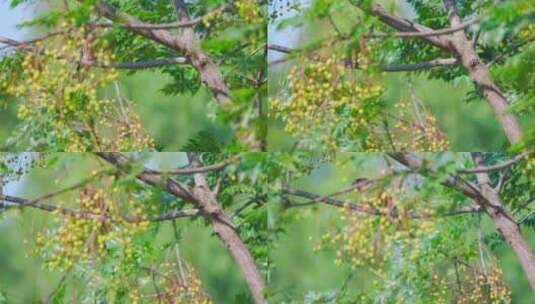 停留在苦楝树上的珠颈斑鸠野生动物飞鸟高清在线视频素材下载