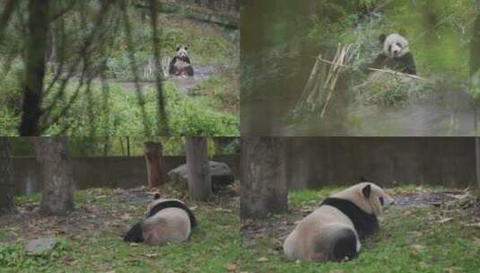 大熊猫吃竹子空镜组镜头3高清在线视频素材下载