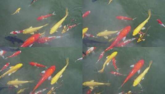 花园水池锦鲤鱼观赏鱼高清在线视频素材下载