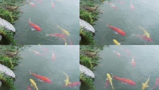 花园水池锦鲤鱼观赏鱼高清在线视频素材下载