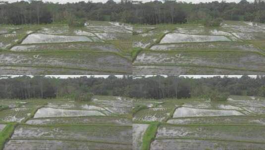 俯视镜头写的稻田景观高清在线视频素材下载