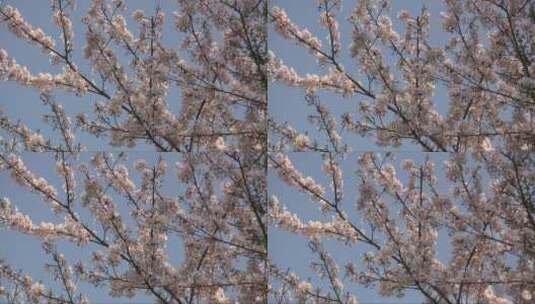 开满樱花的树枝随风摇摆高清在线视频素材下载