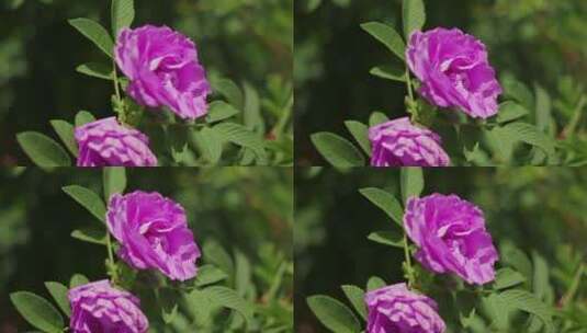 玫瑰花视频粉红色玫瑰花特写高清在线视频素材下载