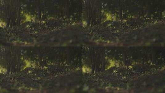立秋森林植物夕阳绿色树林三叶草麦穗高清在线视频素材下载