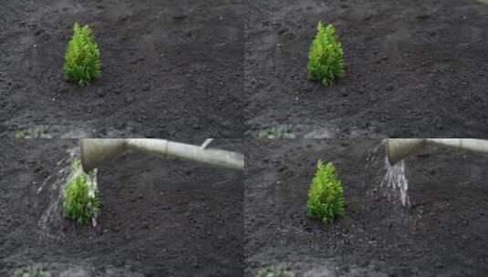 给肥沃土壤里的小树苗浇水高清在线视频素材下载