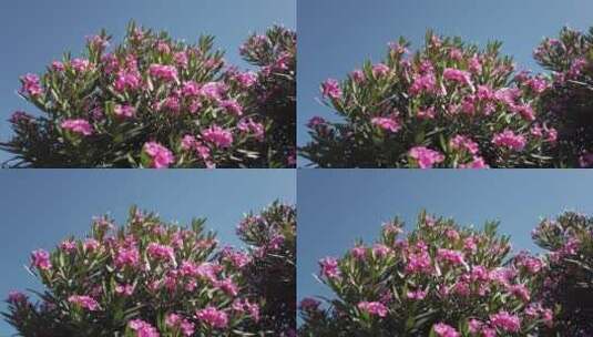 盛开的夹竹桃灌木开着鲜艳的粉红色花朵高清在线视频素材下载