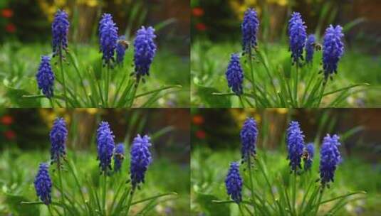 蜜蜂在紫色的花朵上采蜜高清在线视频素材下载