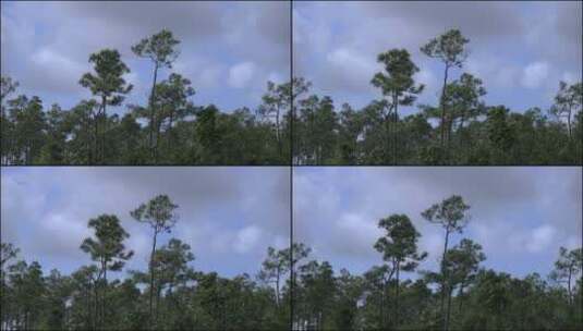 佛罗里达沼泽地松树景观高清在线视频素材下载