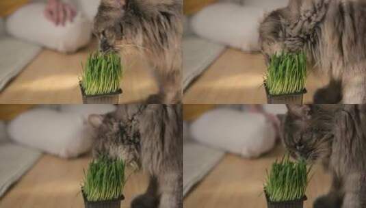 吃植物的小猫高清在线视频素材下载