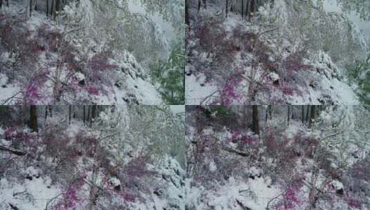 航拍雪压杜鹃（五月末杜鹃花开时普降瑞雪）高清在线视频素材下载