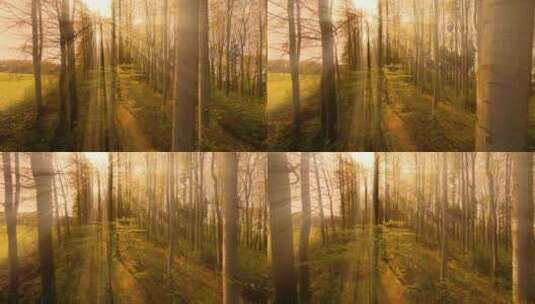 神秘的森林高清在线视频素材下载