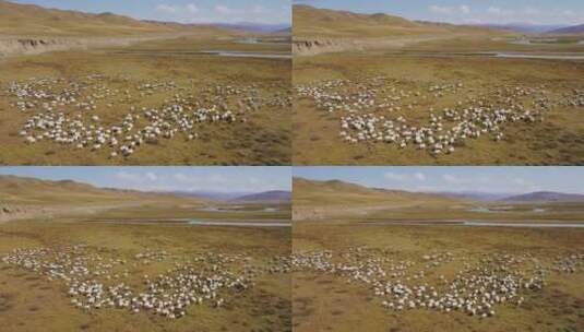 新疆巴音布鲁克草原上的羊群高清在线视频素材下载
