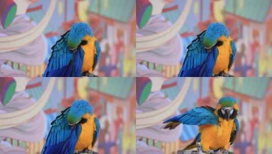 各类颜色的鹦鹉高清在线视频素材下载