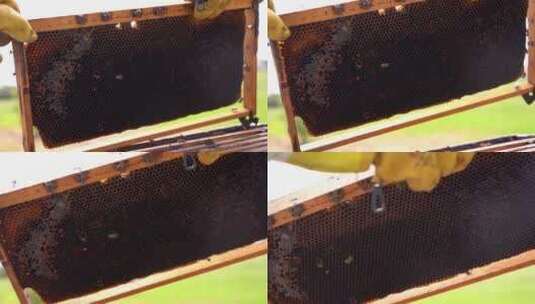 蜂农打开蜂巢蜂蜜蜜糖丰收爬满蜜蜂高清在线视频素材下载