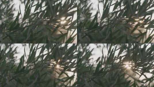  阳光照射的橄榄树特写高清在线视频素材下载