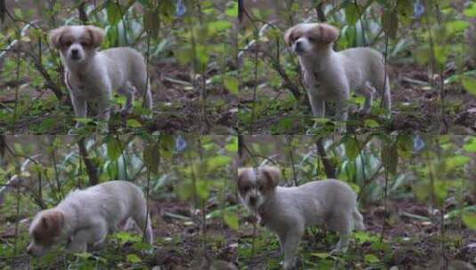4K萌宠可爱狗狗穿越树林短镜头高清在线视频素材下载