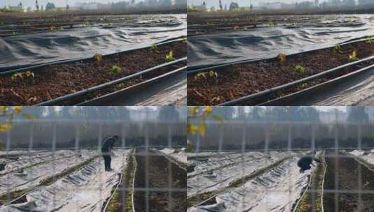 农业种植滴灌特写视频高清在线视频素材下载