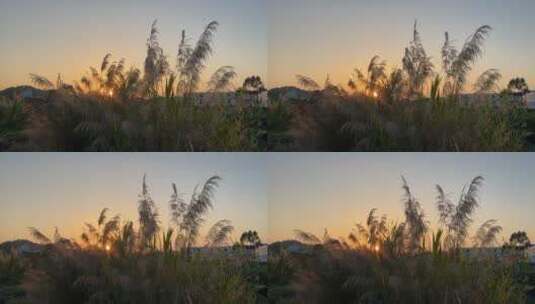 4K高清夕阳逆光下的芦苇草随风摇摆高清在线视频素材下载