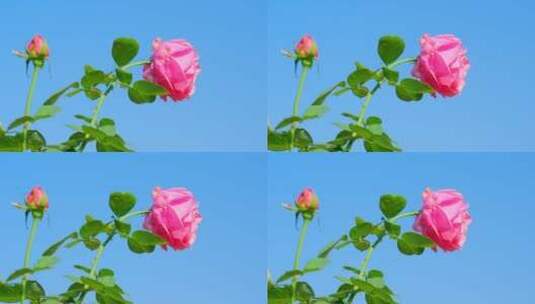 春天 玫瑰花 月季花 花朵 鲜花 花园 春天高清在线视频素材下载
