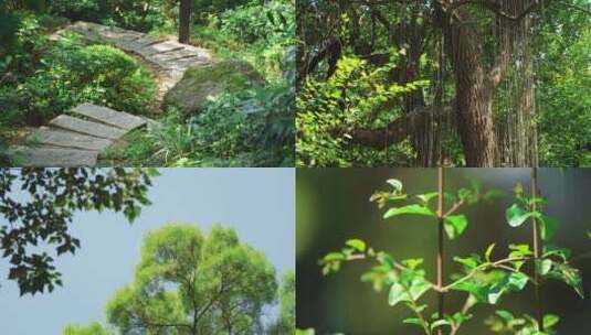 大自然花草树木空境高清在线视频素材下载