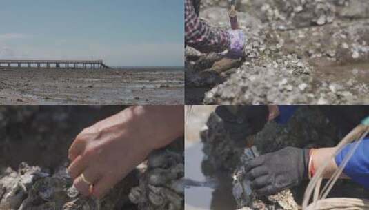 海边生活抓牡蛎生蚝高清在线视频素材下载
