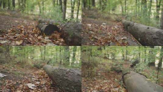 森林里的烂木头高清在线视频素材下载