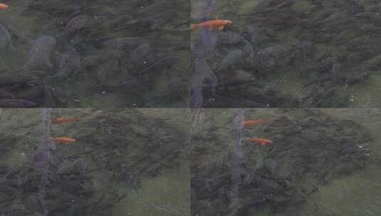 浙江开化古法清水鱼养殖高清在线视频素材下载