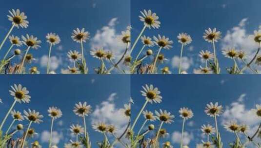 蓝天下田野上的雏菊鲜花特写高清在线视频素材下载