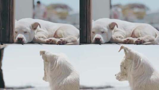 舟山东极岛游客中心小狗睡觉转头高清在线视频素材下载