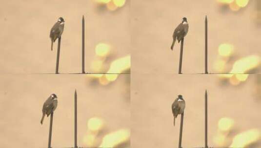 鸟 麻球 乌鸦 喜鹊 小鸟高清在线视频素材下载