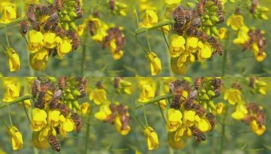 特写慢镜头春天油菜花上的蜜蜂高清在线视频素材下载