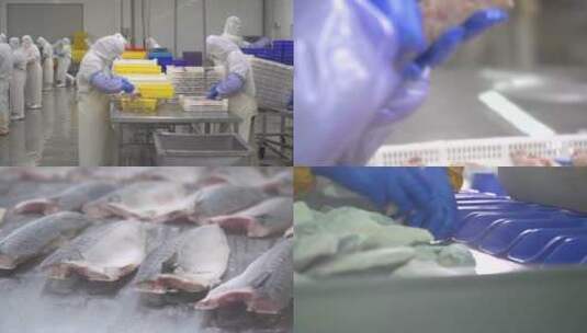 渔业海产品加工出口高清在线视频素材下载