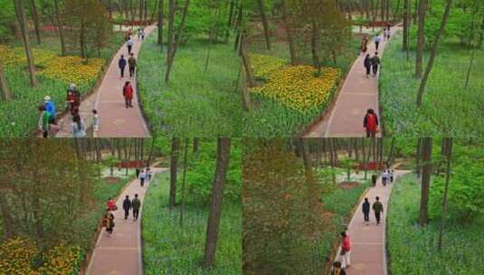 青岛植物园胶州植物园高清在线视频素材下载