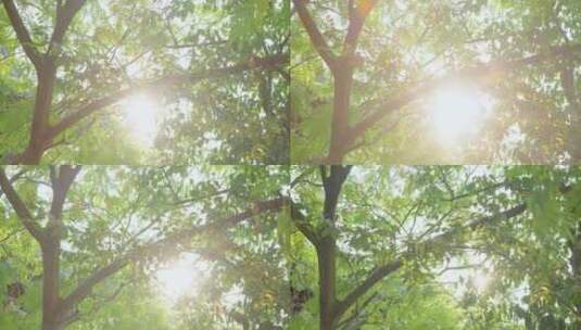 （8K实拍）逆光阳光树叶唯美空镜头意境高清在线视频素材下载