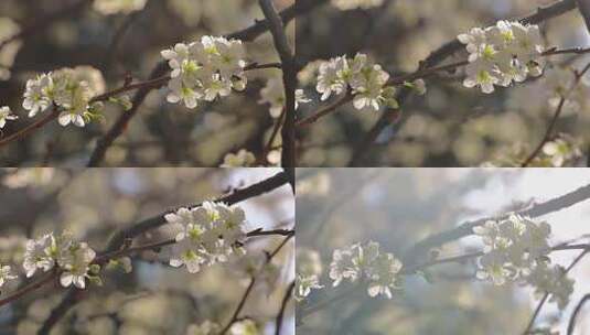 逆光古城桃花高清在线视频素材下载