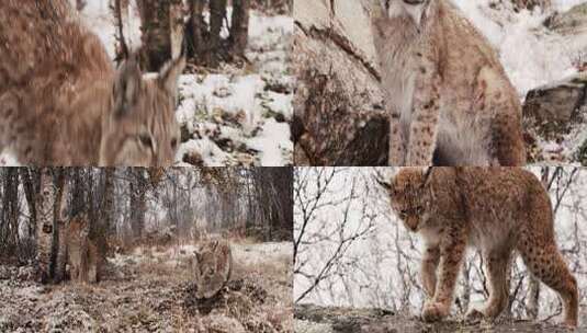 冬季大雪中的野生猞猁特写高清在线视频素材下载