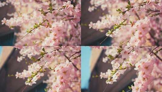 春天角落里的桃花盛开高清在线视频素材下载