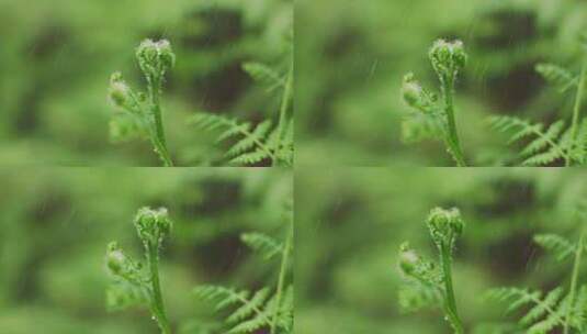 雨中绿植生机勃勃清明时节高清在线视频素材下载