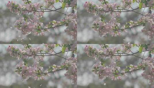 春天盛开的海棠花  樱花  花瓣落下高清在线视频素材下载