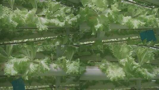 4K高端科技农业-现代化温室大棚绿色农业高清在线视频素材下载