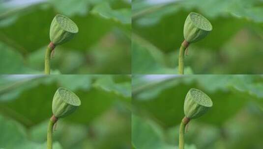 白洋淀 荷花 (151)高清在线视频素材下载