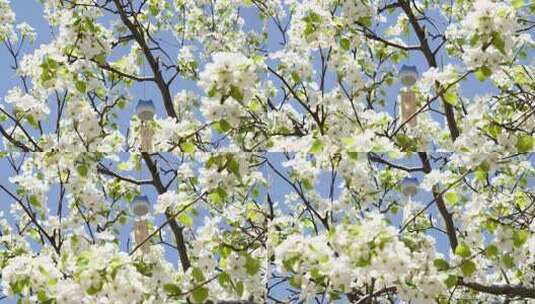 梨花视频蓝天下盛开的白色梨花高清在线视频素材下载