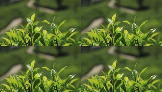 特写阳光照射着的嫩绿色茶叶高清在线视频素材下载