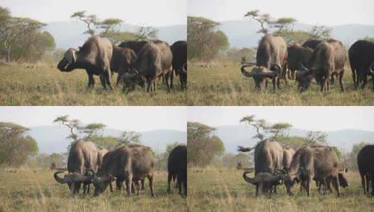 干草为食的一群非洲水牛。高清在线视频素材下载