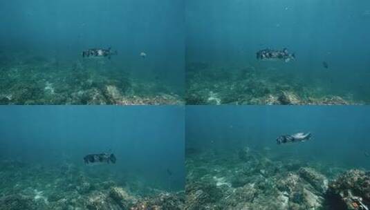 水下拍摄翻车鱼高清在线视频素材下载