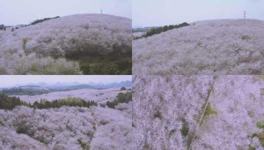 贵州平坝樱花园 城市景区航拍4k高清在线视频素材下载