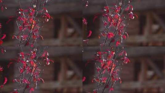 秋天阳光下的红叶迎风飞舞高清在线视频素材下载